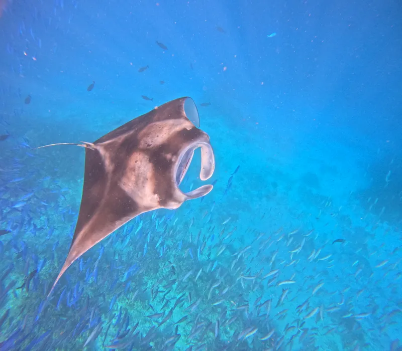Manta Ray Snorkeling